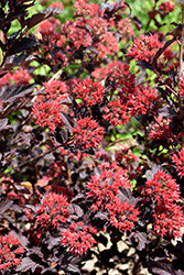 Center Glow Ninebark (Physocarpus opulifolius 'Center Glow') at Creekside Home & Garden