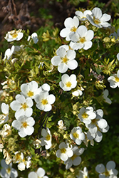 McKay's White Potentilla (Potentilla fruticosa 'McKay's White') at Creekside Home & Garden