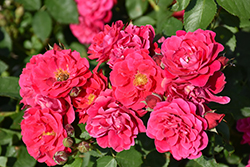 Frontenac Rose (Rosa 'Frontenac') at Creekside Home & Garden