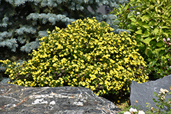 Gold Drop Potentilla (Potentilla fruticosa 'Gold Drop') at Creekside Home & Garden