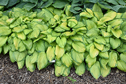 Stained Glass Hosta (Hosta 'Stained Glass') at Creekside Home & Garden