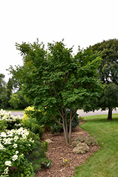 Korean Maple (Acer pseudosieboldianum) at Creekside Home & Garden