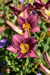 Purple de Oro Daylily (Hemerocallis 'Purple de Oro') at Creekside Home & Garden