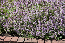 Common Thyme (Thymus vulgaris) at Creekside Home & Garden