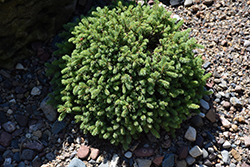 Hedgehog Dwarf White Spruce (Picea glauca 'Echiniformis') at Creekside Home & Garden