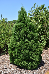 Holmstrup Arborvitae (Thuja occidentalis 'Holmstrup') at Creekside Home & Garden
