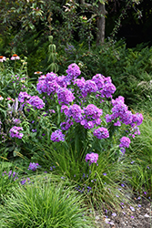 Blue Paradise Garden Phlox (Phlox paniculata 'Blue Paradise') at Creekside Home & Garden
