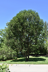 Laurel Leaf Willow (Salix pentandra) at Creekside Home & Garden