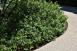 Gro-Low Fragrant Sumac (Rhus aromatica 'Gro-Low') at Creekside Home & Garden