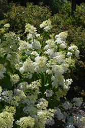 Little Lamb Hydrangea (Hydrangea paniculata 'Little Lamb') at Creekside Home & Garden