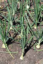 Walla Walla Onion (Allium cepa 'Walla Walla') at Creekside Home & Garden