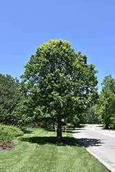Bur Oak (Quercus macrocarpa) at Creekside Home & Garden