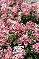 Little Quick Fire Hydrangea (Hydrangea paniculata 'SMHPLQF') at Creekside Home & Garden