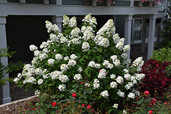 Fire Light Hydrangea (Hydrangea paniculata 'SMHPFL') at Creekside Home & Garden