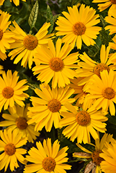 Sunstruck False Sunflower (Heliopsis helianthoides 'Sunstruck') at Creekside Home & Garden