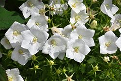 White Clips Bellflower (Campanula carpatica 'White Clips') at Creekside Home & Garden