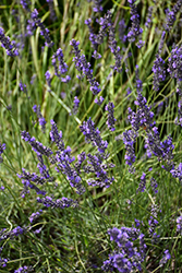 Phenomenal Lavender (Lavandula x intermedia 'Phenomenal') at Creekside Home & Garden