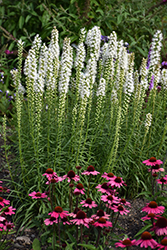 Floristan White Blazing Star (Liatris spicata 'Floristan White') at Creekside Home & Garden
