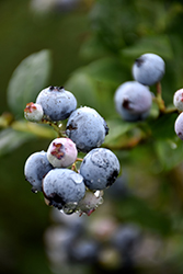 Polaris Blueberry (Vaccinium 'Polaris') at Creekside Home & Garden