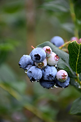 Chippewa Blueberry (Vaccinium 'Chippewa') at Creekside Home & Garden