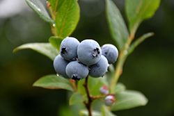 Northsky Blueberry (Vaccinium 'Northsky') at Creekside Home & Garden