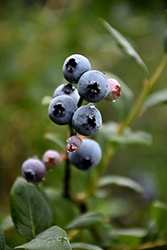 St. Cloud Blueberry (Vaccinium 'St. Cloud') at Creekside Home & Garden