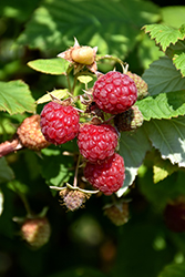 Boyne Raspberry (Rubus 'Boyne') at Creekside Home & Garden