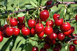 Crimson Passion Cherry (Prunus 'Crimson Passion') at Creekside Home & Garden