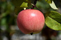 Prairie Magic Apple (Malus 'Prairie Magic') at Creekside Home & Garden