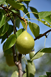 Ure Pear (Pyrus 'Ure') at Creekside Home & Garden