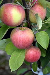 Dexter Jackson Dwarf Apple (Malus 'Dexter Jackson') at Creekside Home & Garden