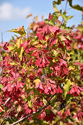 Amur Maple (Acer ginnala) at Creekside Home & Garden
