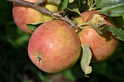 Odyssey Apple (Malus 'Jefsey') at Creekside Home & Garden