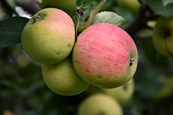 Norland Apple (Malus 'Norland') at Creekside Home & Garden