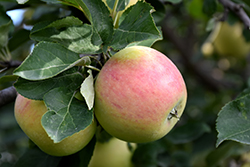 Goodland Apple (Malus 'Goodland') at Creekside Home & Garden