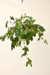 Grape Ivy (Cissus rhombifolia) at Creekside Home & Garden