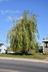 Prairie Cascade Weeping Willow (Salix 'Prairie Cascade') at Creekside Home & Garden