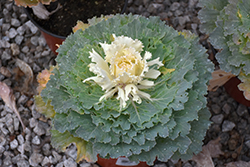 Osaka White Ornamental Cabbage (Brassica oleracea 'Osaka White') at Creekside Home & Garden