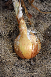 Yellow Sweet Spanish Onion (Allium cepa 'Yellow Sweet Spanish') at Creekside Home & Garden