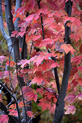 Autumn Spire Red Maple (Acer rubrum 'Autumn Spire') at Creekside Home & Garden