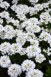 Purity Candytuft (Iberis sempervirens 'Purity') at Creekside Home & Garden