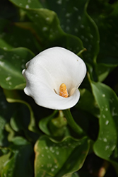 Calla Lily (Zantedeschia aethiopica) at Creekside Home & Garden