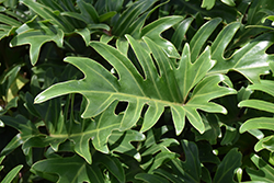 Xanadu Philodendron (Philodendron 'Winterbourn') at Creekside Home & Garden