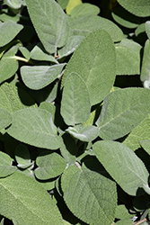 Common Sage (Salvia officinalis) at Creekside Home & Garden