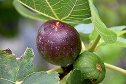 Brown Turkey Fig (Ficus carica 'Brown Turkey') at Creekside Home & Garden
