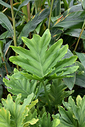 Hope Philodendron (Philodendron 'Hope') at Creekside Home & Garden
