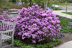 P.J.M. Rhododendron (Rhododendron 'P.J.M.') at Creekside Home & Garden