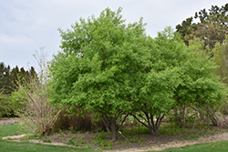Prairie Radiance Winterberry Euonymus (Euonymus bungeanus 'Verona') at Creekside Home & Garden