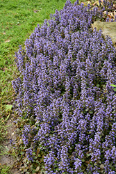 Caitlin's Giant Bugleweed (Ajuga reptans 'Caitlin's Giant') at Creekside Home & Garden