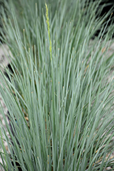 Sapphire Blue Oat Grass (Helictotrichon sempervirens 'Sapphire') at Creekside Home & Garden